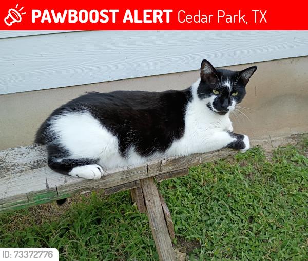 Lost Male Cat last seen Avante drive cedar Park TX, Cedar Park, TX 78613