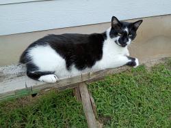 Lost Male Cat last seen Avante drive cedar Park TX, Cedar Park, TX 78613
