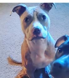 Reunited Male Dog last seen Apple Valley, Woodstock, GA 30188