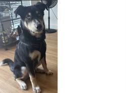 Shelter Stray Male Dog last seen XOCEAN/GENEVA, 1419 Bryant St, San Francisco, CA 94103, USA