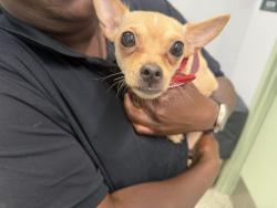 Shelter Stray Female Dog last seen Near BLOCK FAUST AVE, DETROIT MI 48228, 7401 Chrysler Dr, Detroit, MI 48211, USA