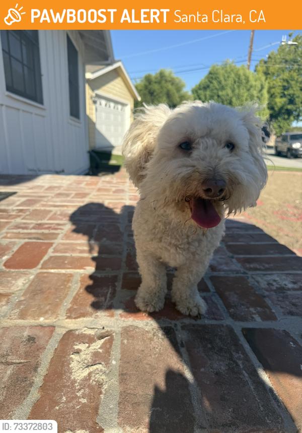 Found/Stray Unknown Dog last seen Linden & Washington, Santa Clara, CA 95126