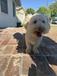Found/Stray Unknown Dog last seen Linden & Washington, Santa Clara, CA 95126