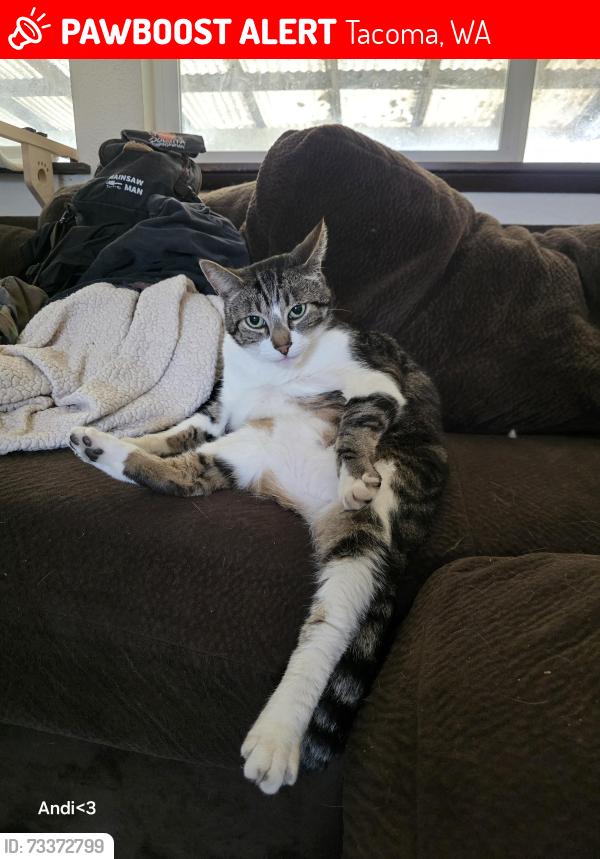 Lost Male Cat last seen 140th st e and 9th ave, Tacoma, WA 98445