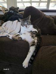 Lost Male Cat last seen 140th st e and 9th ave, Tacoma, WA 98445