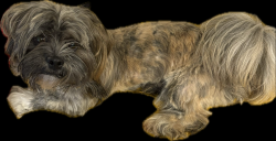 Lost Male Dog last seen Ridge Rd Se, Washington, DC 20019