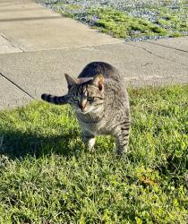 Lost Female Cat last seen Lewis st & louise st, Oceanside, CA 92056