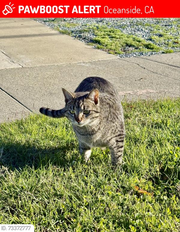 Lost Female Cat last seen Lewis st & louise st, Oceanside, CA 92056
