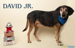 Shelter Stray Male Dog last seen intersection of Bon Secour Ave. and Woods Ave., Fairhope Animal Control Jurisdiction, AL, 555 S Section St, Fairhope, AL 36532, USA