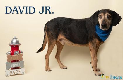 Shelter Stray Male Dog last seen intersection of Bon Secour Ave. and Woods Ave., Fairhope Animal Control Jurisdiction, AL, 555 S Section St, Fairhope, AL 36532, USA