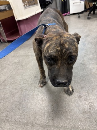 Shelter Stray Female Dog last seen W Springfield Ave & S Grantland Ave, Fresno Zone Fresno CO 1A 93706, CA, 1510 W Dan Ronquillo Dr, Fresno, CA 93706, USA