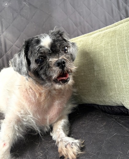 Shelter Stray Female Dog last seen Near Tierra Patino, CITY of El Paso, TX, 5001 Fred Wilson Ave, El Paso, TX 79906, USA