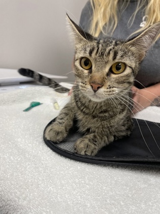 Shelter Stray Female Cat last seen Near NORTHROP AVE, Sacramento County, CA, 6201 Florin Perkins Rd, Sacramento, CA 95828, USA