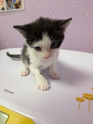Shelter Stray Female Cat last seen Near STG. MCKIBBEN CT, Fort Bliss, TX, 5001 Fred Wilson Ave, El Paso, TX 79906, USA