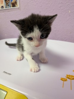 Shelter Stray Female Cat last seen Near STG. MCKIBBEN CT, Fort Bliss, TX, 5001 Fred Wilson Ave, El Paso, TX 79906, USA
