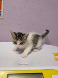 Shelter Stray Male Cat last seen Near STG. MCKIBBEN CT, Fort Bliss, TX, 5001 Fred Wilson Ave, El Paso, TX 79906, USA