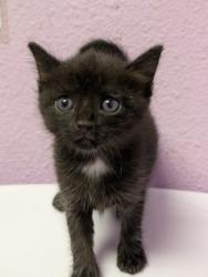 Shelter Stray Male Cat last seen Near STG. MCKIBBEN CT, Fort Bliss, TX, 5001 Fred Wilson Ave, El Paso, TX 79906, USA