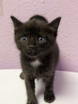 Shelter Stray Male Cat last seen Near STG. MCKIBBEN CT, Fort Bliss, TX, 5001 Fred Wilson Ave, El Paso, TX 79906, USA