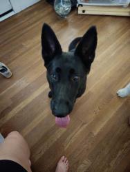 Reunited Female Dog last seen Harding & ests, near Trader Joe's, off Douglas, Roseville, CA 95678