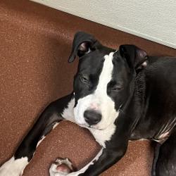 Shelter Stray Male Dog last seen Near San Leandro Street, OAKLAND, CA, 94602, 8323 Baldwin St, Oakland, CA 94621, USA