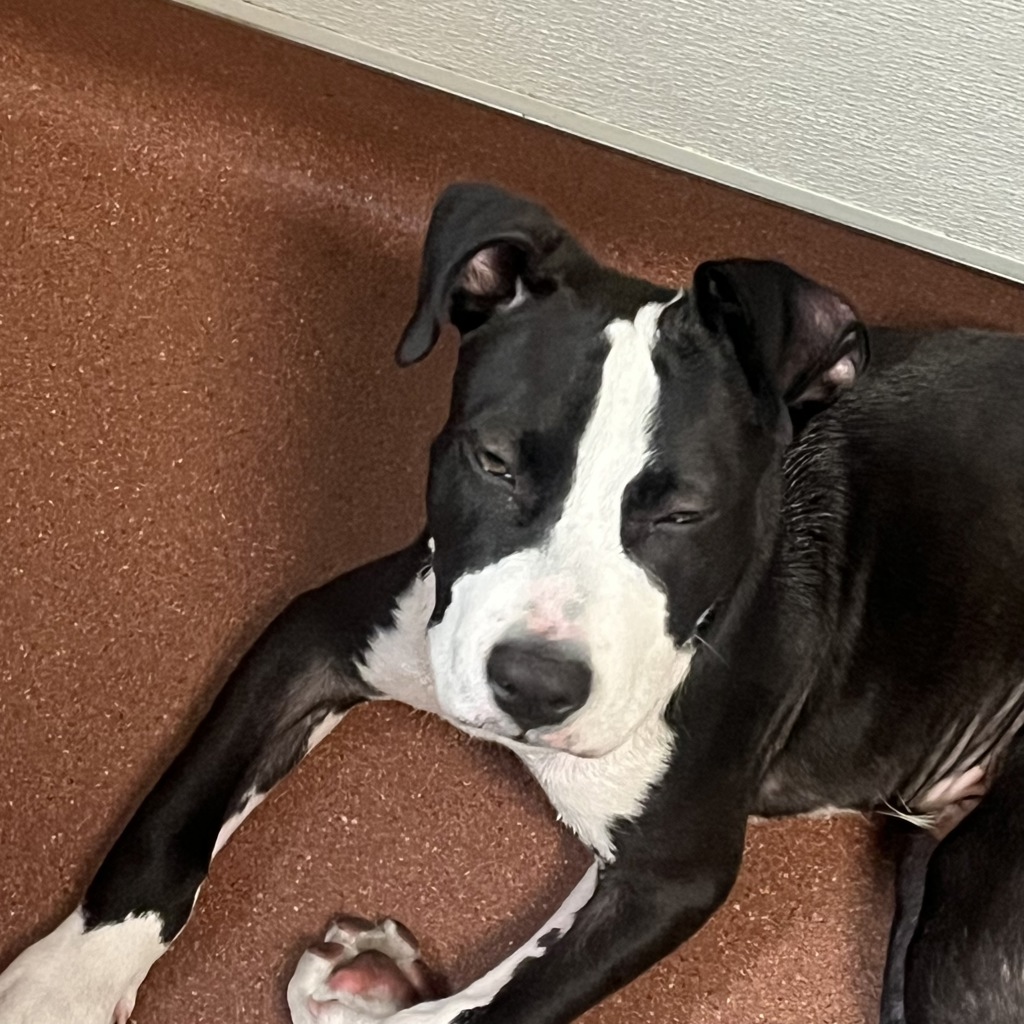 Shelter Stray Male Dog last seen Near San Leandro Street, OAKLAND, CA, 94602, 8323 Baldwin St, Oakland, CA 94621, USA