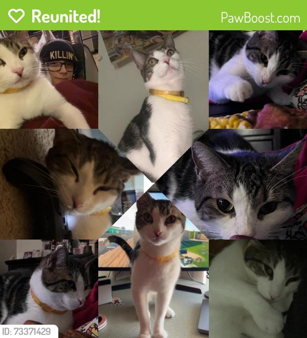 Reunited Male Cat last seen southwest middle school area, chestnut, carpenter, 3rd & 4th st., Reading, PA 19602