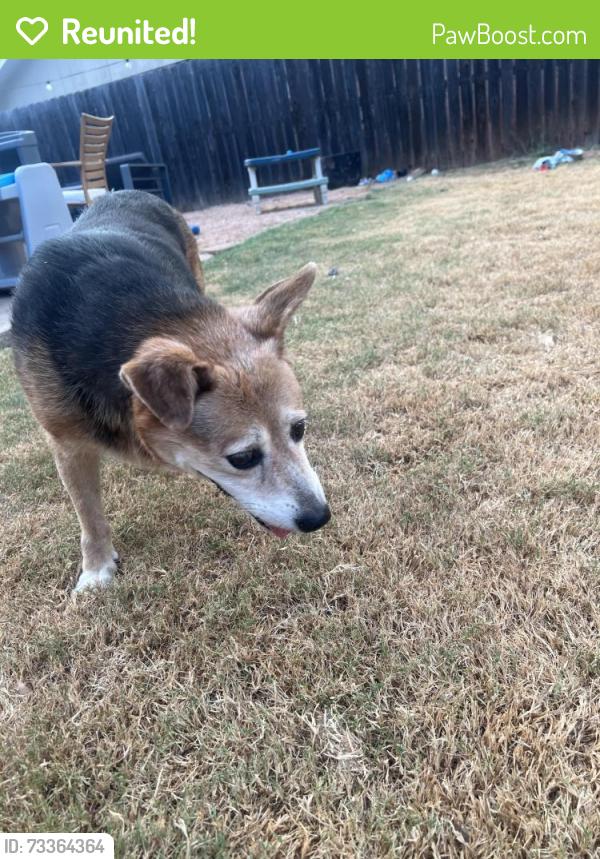 Reunited Unknown Dog last seen Glenwood Dr by back parking lot of River Oaks, Abilene, TX 79605