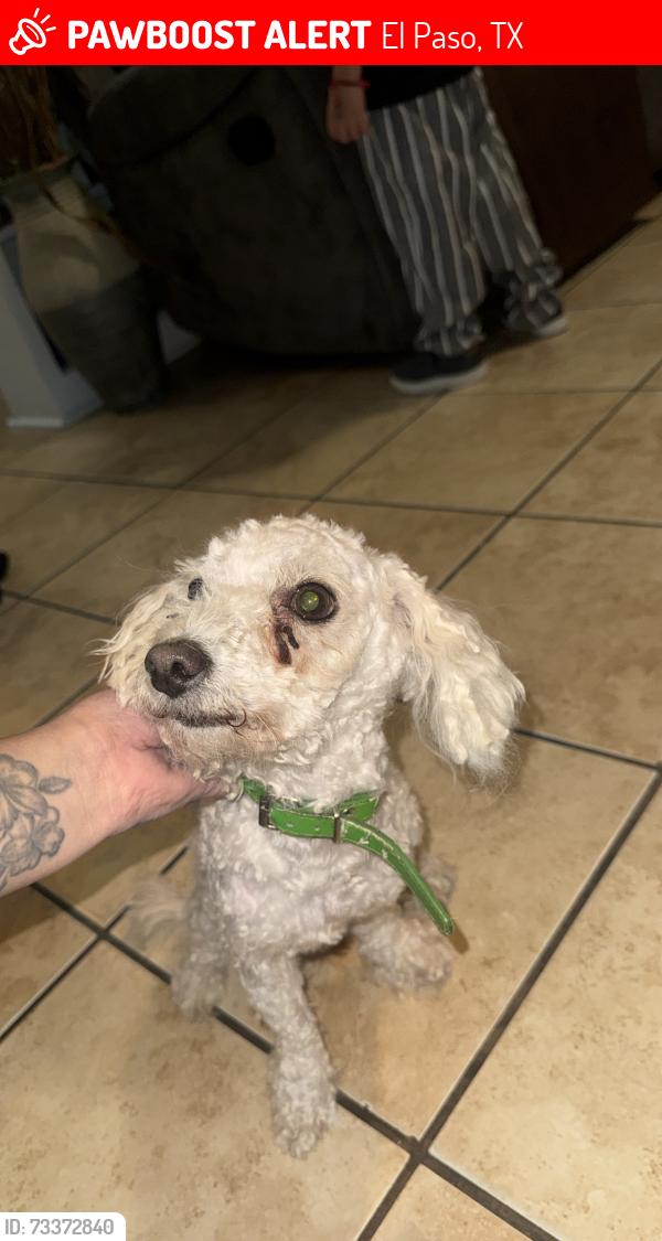Lost Male Dog last seen Near Idalia ave, El Paso, TX 79930