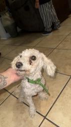 Lost Male Dog last seen Near Idalia ave, El Paso, TX 79930