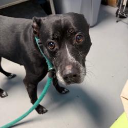 Shelter Stray Female Dog last seen , Animal Care & Control Team of Philly, 111 W Hunting Park Ave, Philadelphia, PA 19140, USA