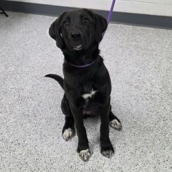 Shelter Stray Female Dog last seen , 5801 Graye Ln, Caldwell, ID 83607, USA
