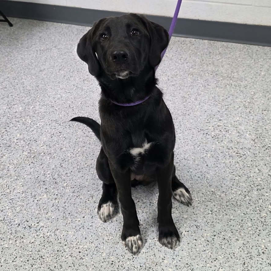 Shelter Stray Female Dog last seen , 5801 Graye Ln, Caldwell, ID 83607, USA