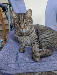 Found/Stray Unknown Cat last seen Between 8th and 9th street, and the alley, South Saint Paul, MN 55075