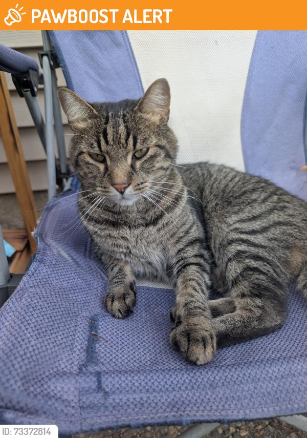 Found/Stray Unknown Cat last seen Between 8th and 9th street, and the alley, South Saint Paul, MN 55075