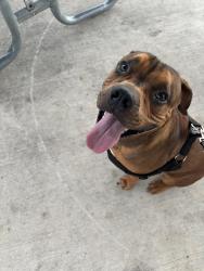 Lost Male Dog last seen MLK St., Waxahachie, TX 75165