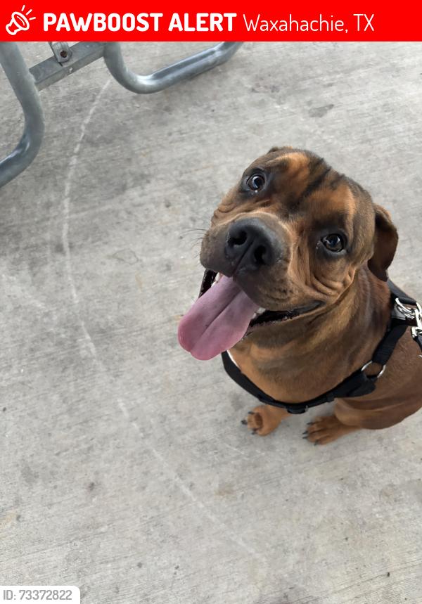 Lost Male Dog last seen MLK St., Waxahachie, TX 75165