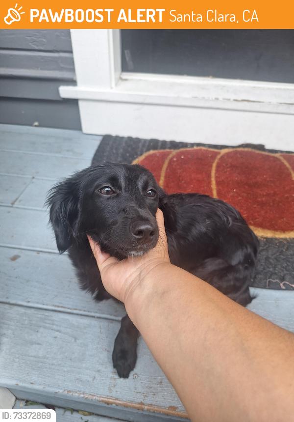 Found/Stray Female Dog last seen Monroe and el Camino, Santa Clara, CA 95050