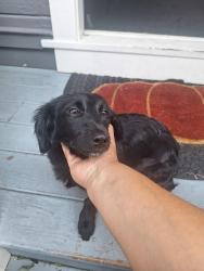 Found/Stray Female Dog last seen Monroe and el Camino, Santa Clara, CA 95050