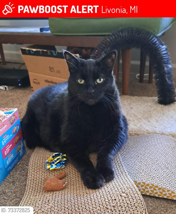 Lost Male Cat last seen Park and Meadowbrook Street, SMB ests across from 5 mile rd and golf course., Livonia, MI 48154