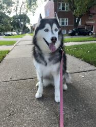 Reunited Female Dog last seen Grace and Leclaire, Chicago, IL 60641