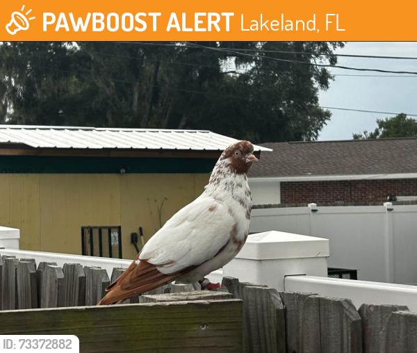 Found/Stray Unknown Bird last seen South Lakeland, Fl, Lakeland, FL 33813