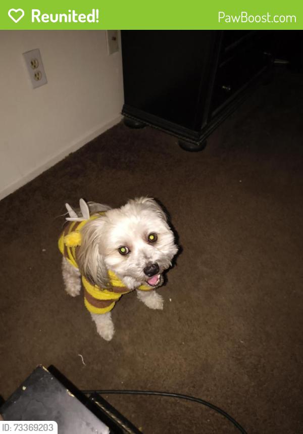 Reunited Male Dog last seen Dos Palmas/ Dulce St, Victorville, CA 92392