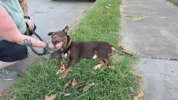 Found/Stray Male Dog last seen E Archer & N Birmingham, Tulsa, OK 74110