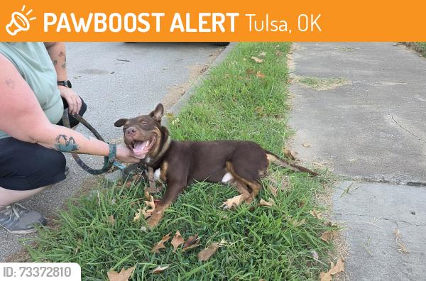 Found/Stray Male Dog last seen E Archer & N Birmingham, Tulsa, OK 74110