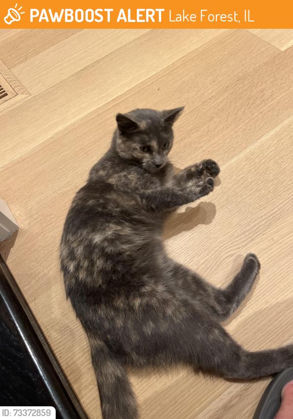 Found/Stray Female Cat last seen Washington and Deerpath (History Center), Lake Forest, IL 60045