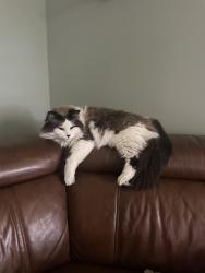 Lost Male Cat last seen Bitgood Road, Griswold, CT 06351