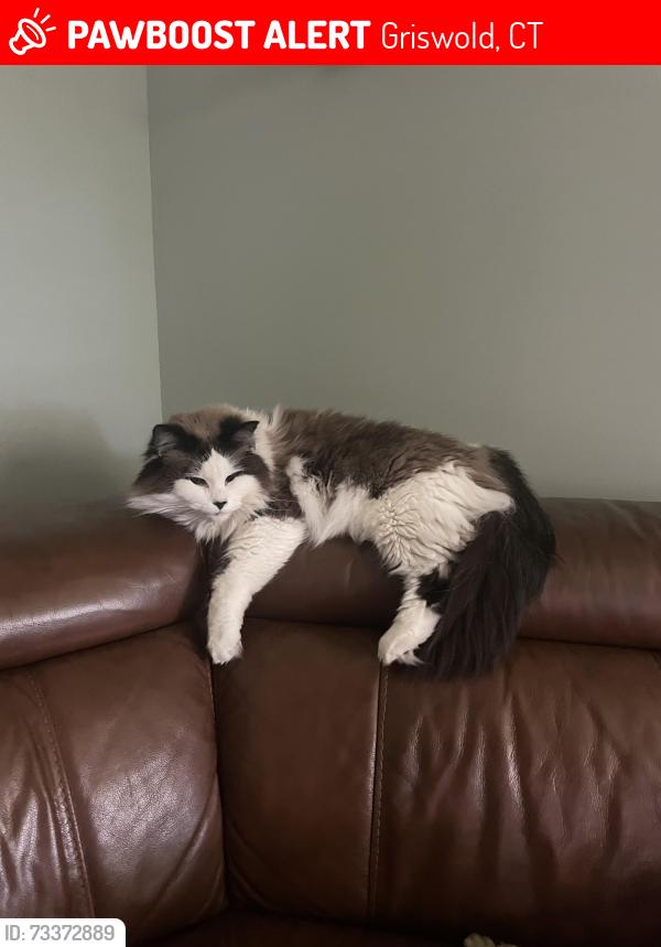 Lost Male Cat last seen Bitgood Road, Griswold, CT 06351