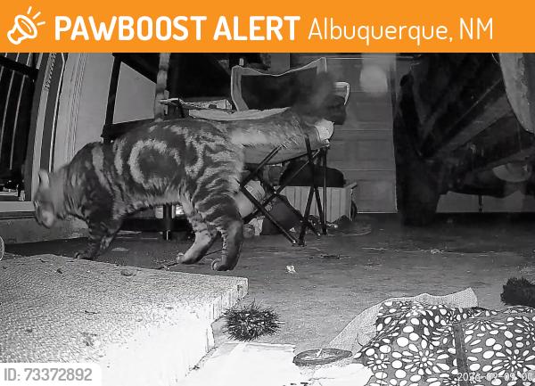 Found/Stray Unknown Cat last seen 8th and menaul, Albuquerque, NM 87107