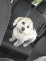 Lost Female Dog last seen Richton St / Petoskey Ave, Detroit, MI 48204