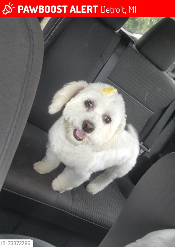 Lost Female Dog last seen Richton St / Petoskey Ave, Detroit, MI 48204
